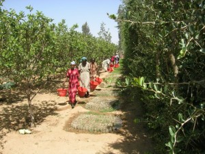 cibo per alberi Eritrea 2006